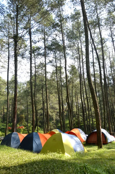 Kamp in de bossen — Stockfoto