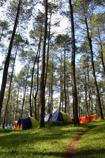 Kamp in de bossen — Stockfoto