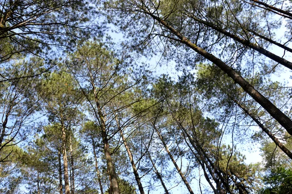 Vista di alberi torreggianti — Foto Stock