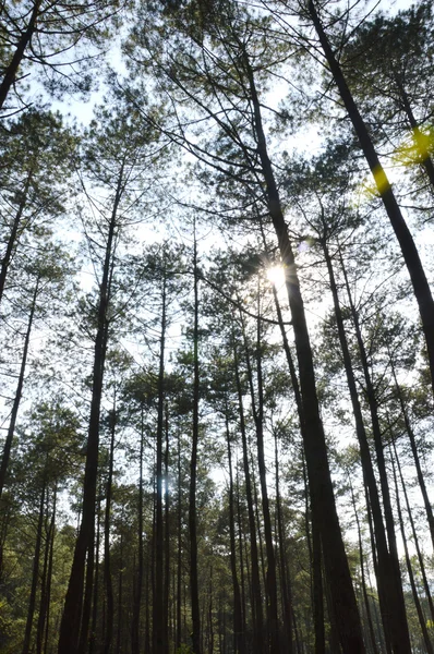 Vista di alberi torreggianti — Foto Stock