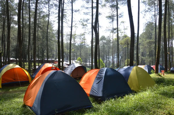 숲 속에 캠프 — 스톡 사진