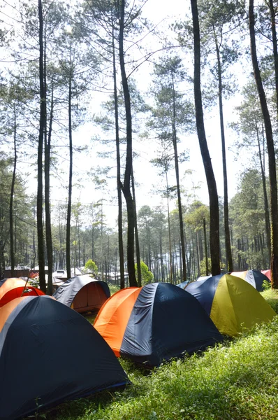 Kamp in de bossen — Stockfoto