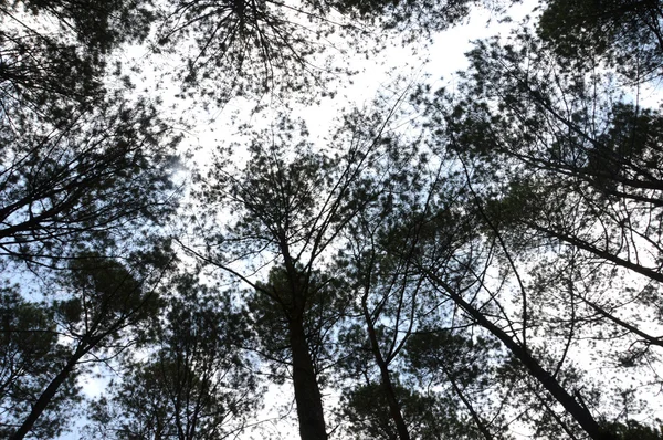 Vista di alberi torreggianti — Foto Stock