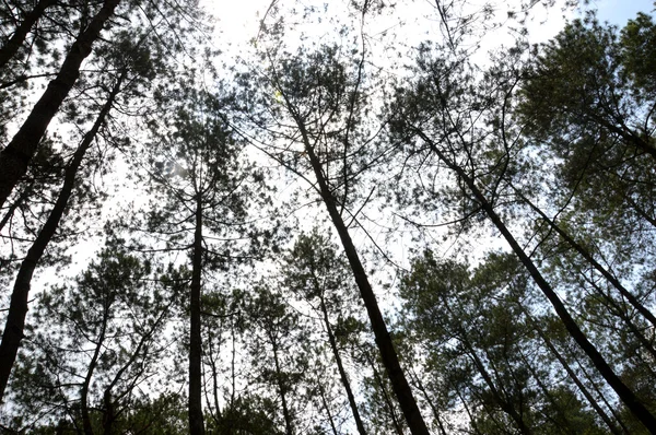 Vista di alberi torreggianti — Foto Stock