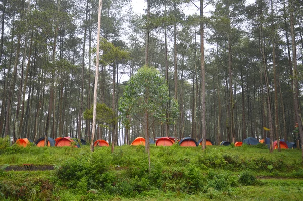 Acampamento na floresta — Fotografia de Stock