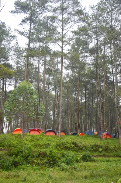 Табір у лісі — стокове фото