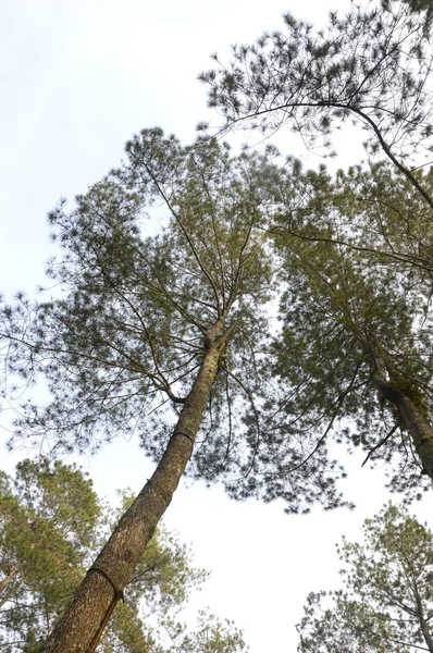 View of towering trees — Stock Photo, Image