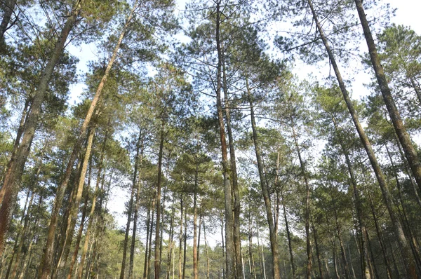 Vista di alberi torreggianti — Foto Stock