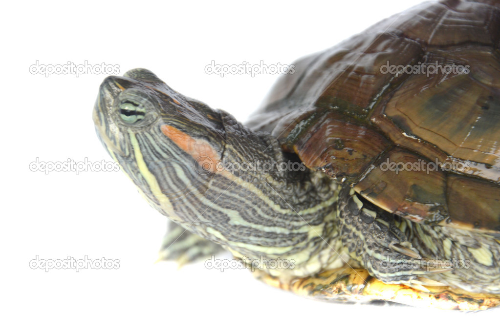 brazilian turtle