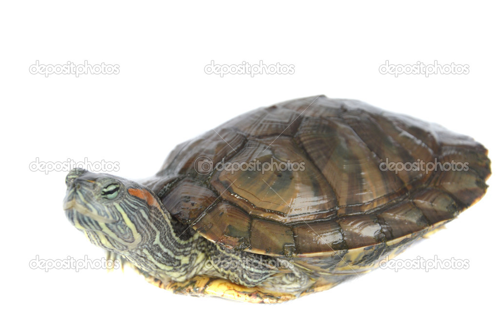 brazilian turtle