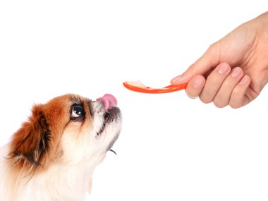 köpek ve veteriner.