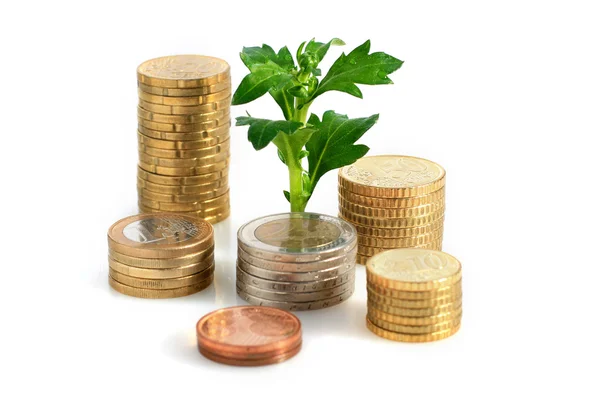 Växt och mynt. — Stockfoto