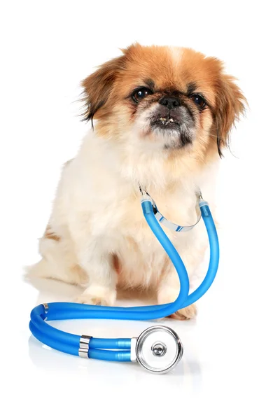 Dog and stethoscope. — Stock Photo, Image