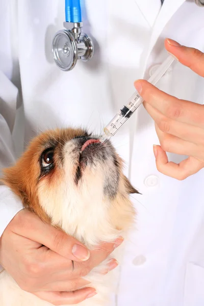 Concetto veterinario . — Foto Stock