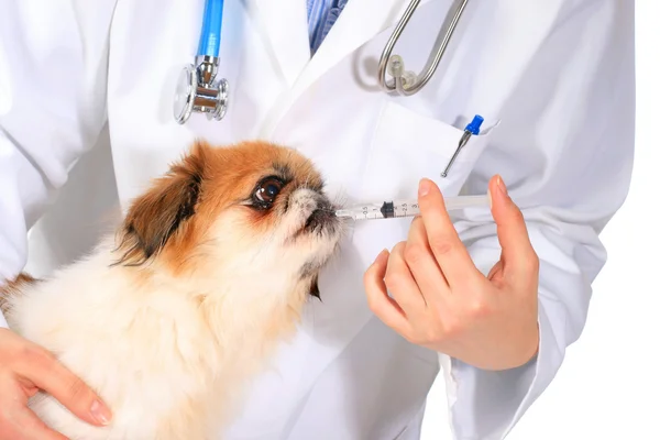 Conceito veterinário . — Fotografia de Stock