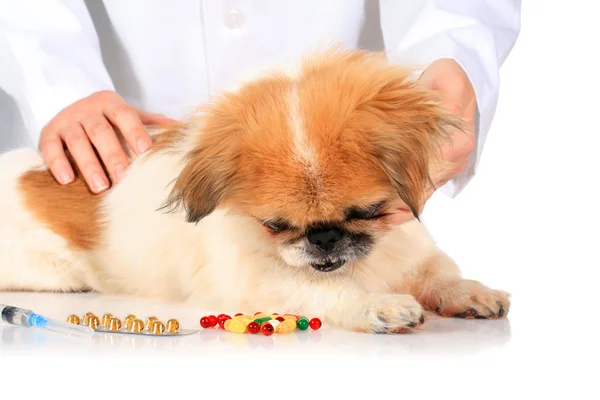 Conceito veterinário . — Fotografia de Stock