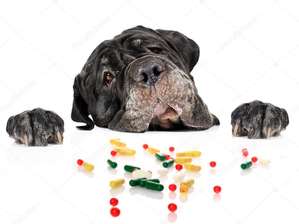 Dog and pills.