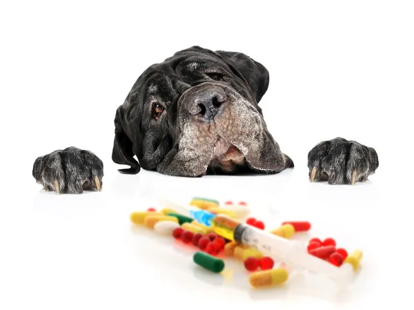 Hund och piller. — Stockfoto