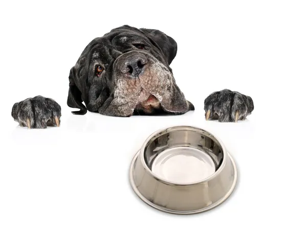 Hungriger Hund. — Stockfoto