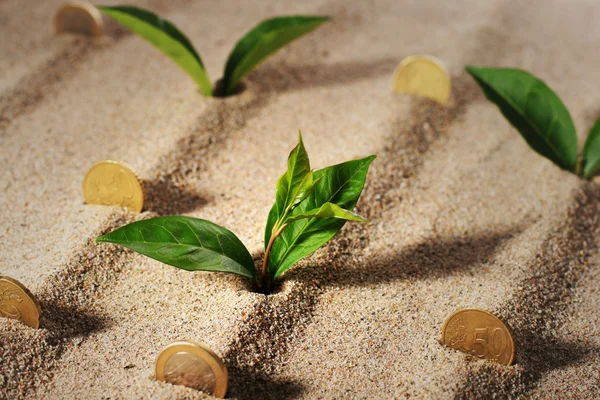 Plant and money. — Stock Photo, Image