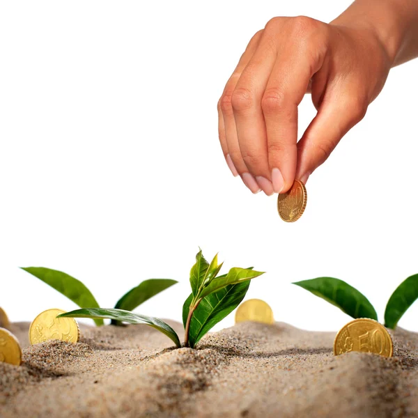 Plant and money. — Stock Photo, Image