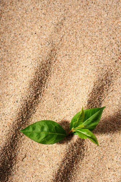 Plant in sand. — Stock Photo, Image
