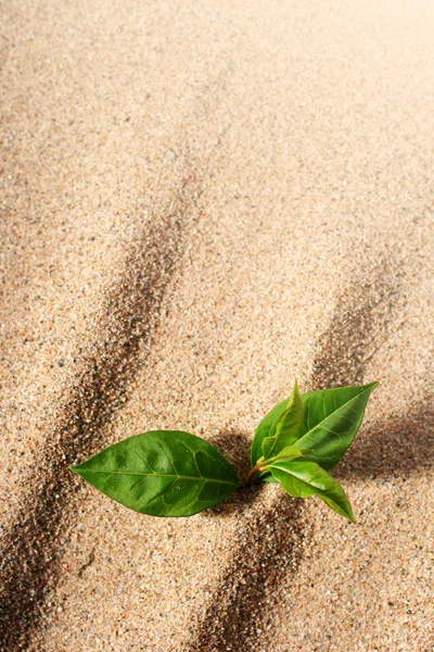 Planta na areia . — Fotografia de Stock