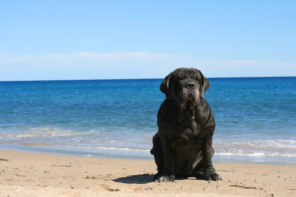 Mastino . — Foto Stock