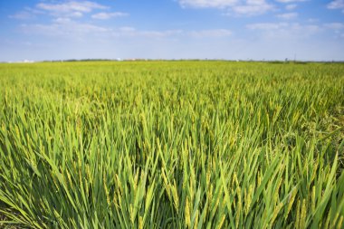 Pirinç Paddies mavi gökyüzü