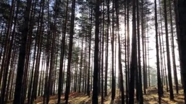 Güneşli bir kış gününde çam ormanında parlayan güneş ışınları