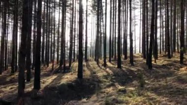 Güneşli bir kış gününde çam ormanında parlayan güneş ışınları