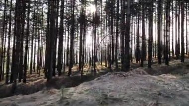 Güneşli bir kış gününde çam ormanında parlayan güneş ışınları