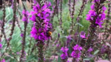 Arı, pembe yabani çiçeklerden polen topluyor