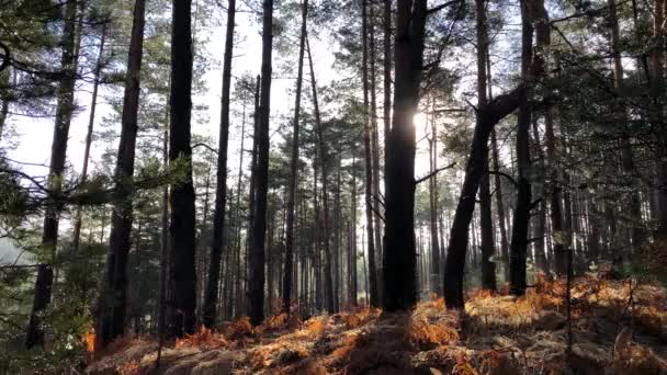 Raios Sol Brilhando Através Floresta Pinheiros Dia Ensolarado Inverno — Vídeo de Stock