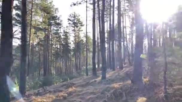 Sun Beams Shining Pine Forest Sunny Winter Day — Stock Video