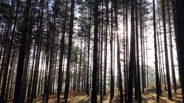 晴れた冬の日には松林の中を太陽が照りつける — ストック動画
