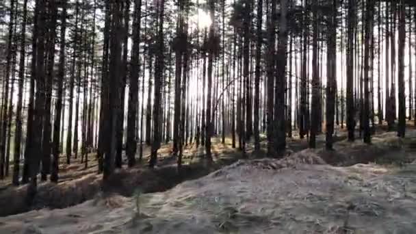 Sluneční paprsky svítí borovým lesem za slunečného zimního dne