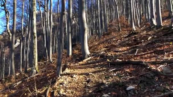 在一个阳光灿烂的秋日漫步在森林的小径上 — 图库视频影像