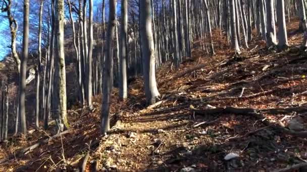 Caminando Por Sendero Del Bosque Día Soleado Otoño — Vídeo de stock