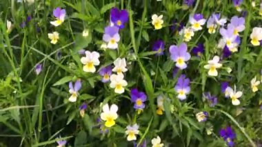 Yürürken yukarıdan, tarladaki çimlerin arasından menekşe çiçeklerine bakıyorum.