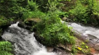 Ormandan akan hızlı dağ deresi