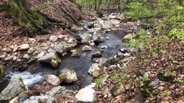 Schneller Gebirgsbach Fließt Durch Den Wald — Stockvideo