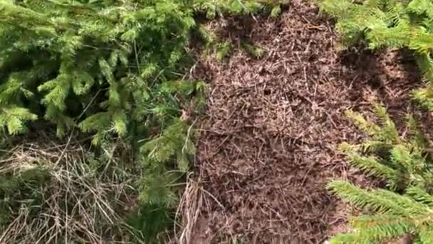 Très Grand Tas Fourmis Incorporé Dans Sapin Dans Forêt — Video