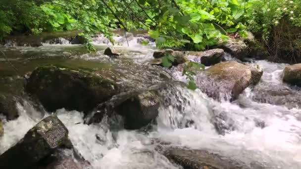 Snabb Fjällbäck Som Rinner Genom Skogen — Stockvideo