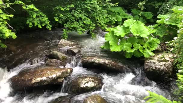 Schneller Gebirgsbach Fließt Durch Den Wald — Stockvideo