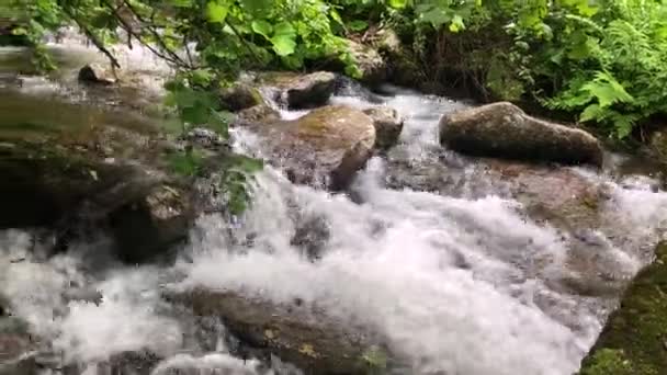 Snelle Bergstroom Die Door Het Bos Stroomt — Stockvideo