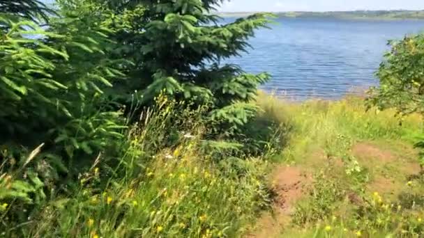 在阳光明媚的夏日 走向穿过田野和森林的湖边 — 图库视频影像