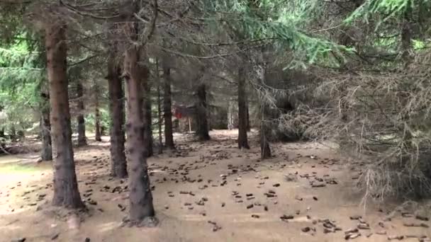 Entrée Dans Forêt Sapins Avec Sol Couvert Aiguilles Cabane Dans — Video