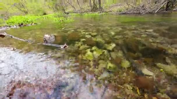 River Pure Crystal Clear Water Flowing Forest — Vídeo de Stock