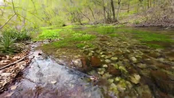River Pure Crystal Clear Water Flowing Forest — Stok video